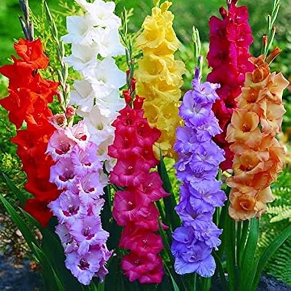 Gladiolus flowers from mixed color seeds producing tall spikes with trumpet-shaped blooms in various shades